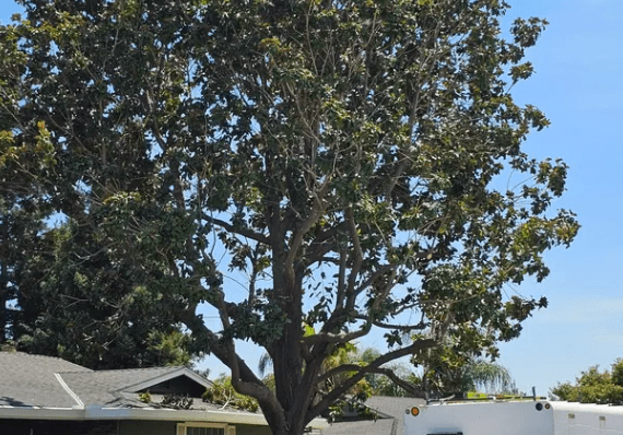 Large tree service with professional equipment